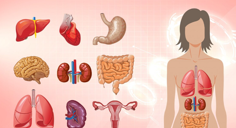 Shilajit benefits for female fertility